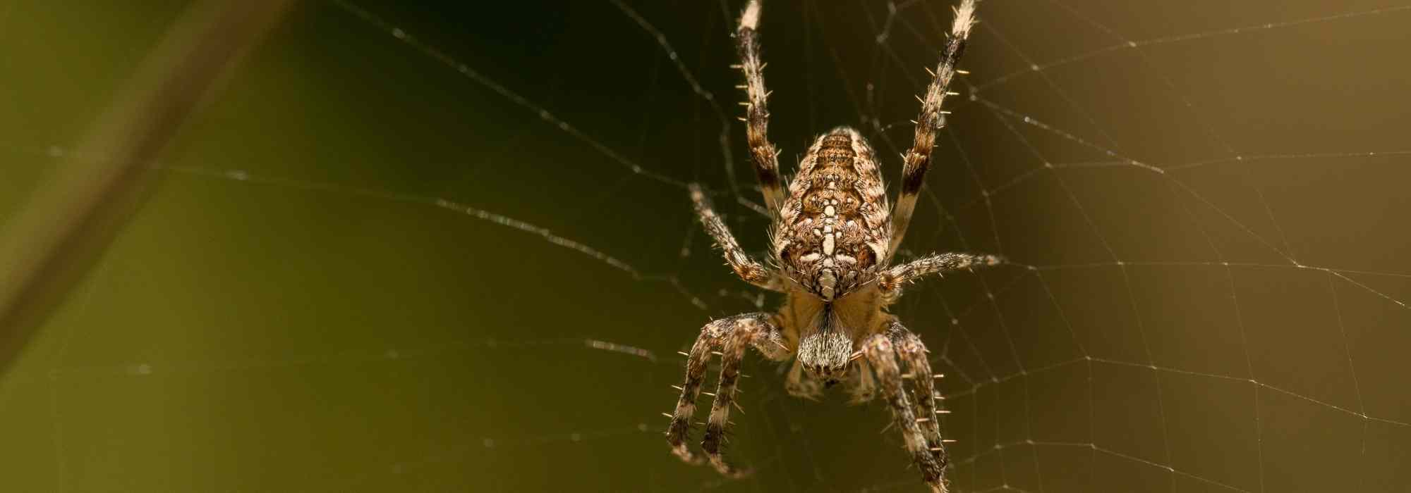 Spinnen im Garten: Darum in Ruhe lassen