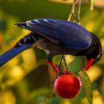 Vogelschutznetz am Kirschbaum: wann anbringen?