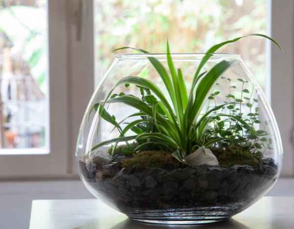Offenes Terrarium anlegen