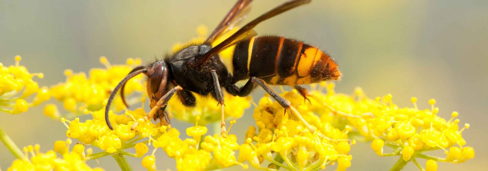 Hornissennest im Garten: Was tun?