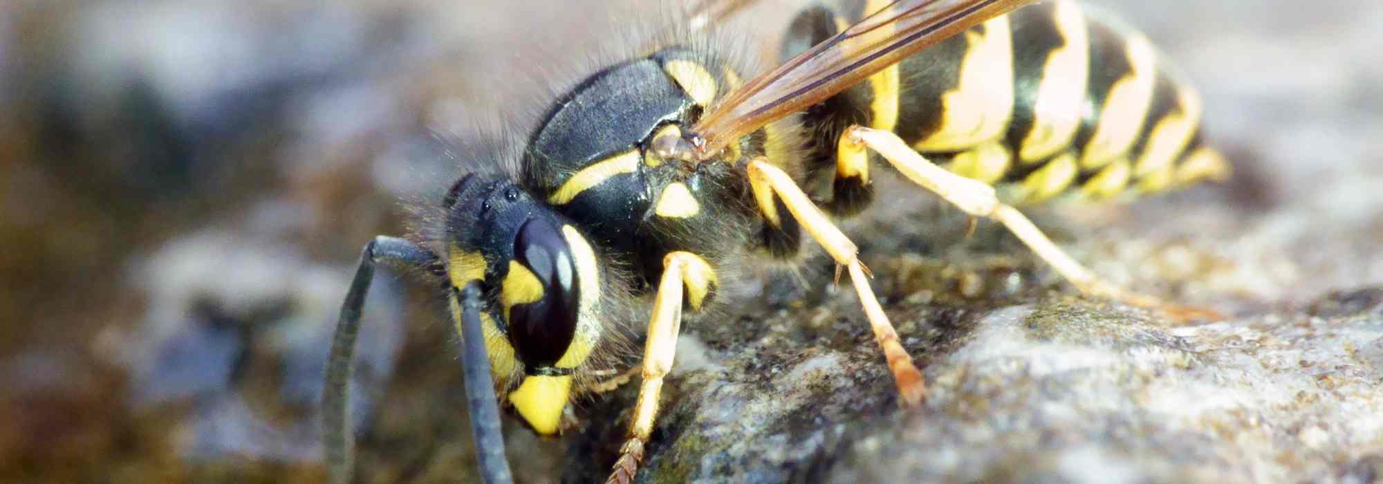 Wespen im Garten reduzieren: Biodiversität schützen