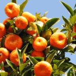 Mittelmeer-Mandarine: Krankheiten und Parasiten