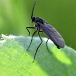 Trauermücken mit Nematoden bekämpfen!