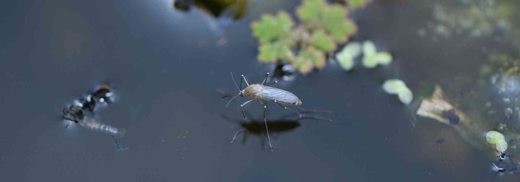 Mücken im Teich natürlich bekämpfen?