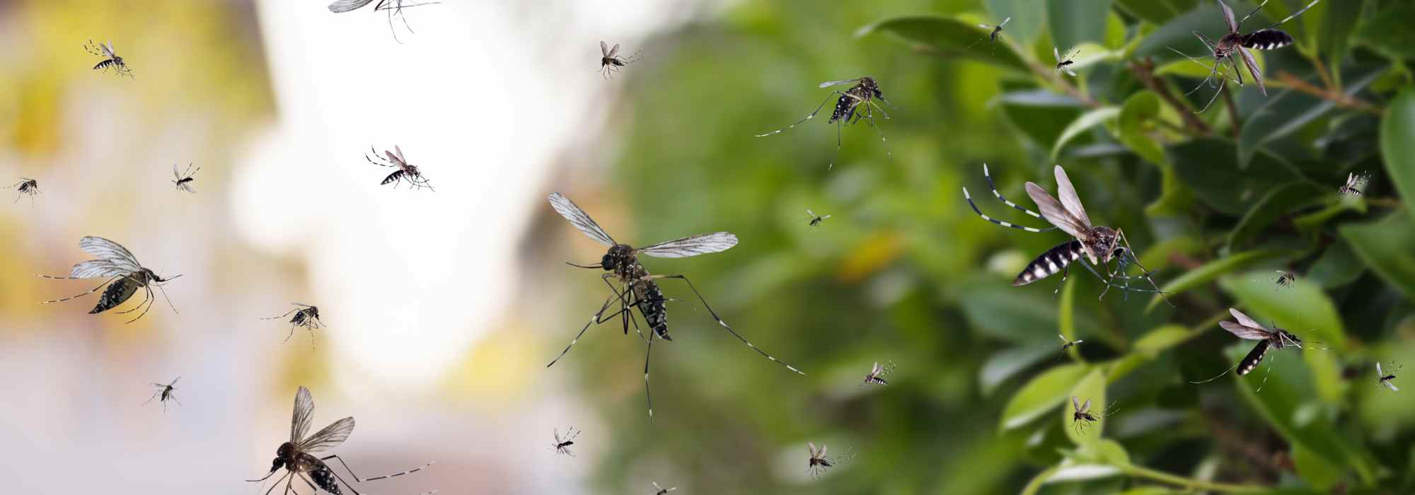 Mückenplage: Vorsicht vor diesen Gießfehlern!