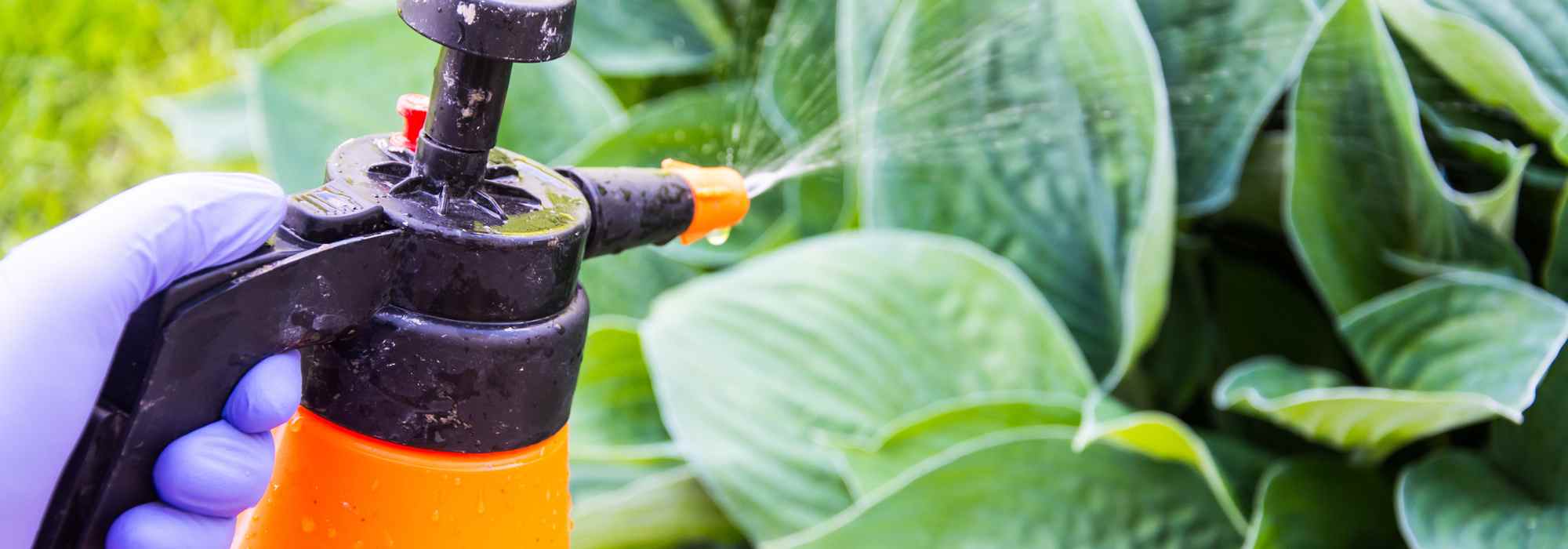 Anfänger-Garten: Krankheiten behandeln & vorbeugen