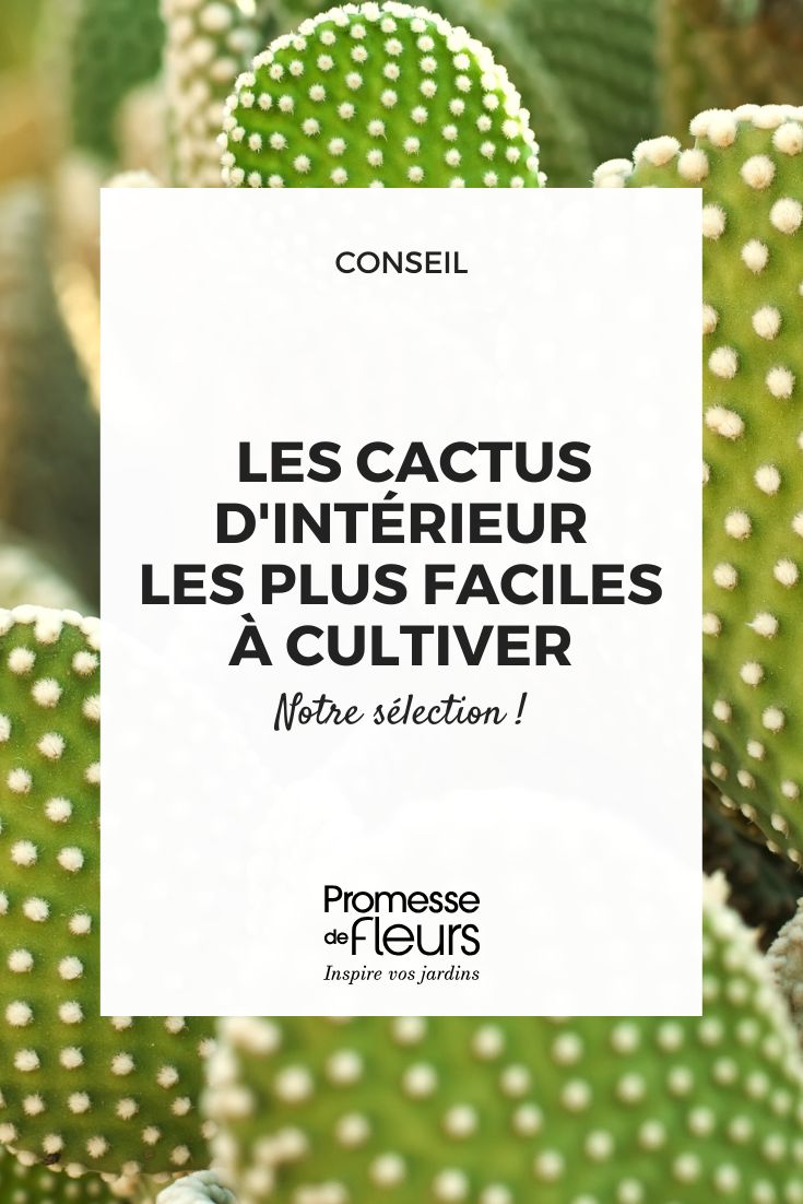 cactus opuntia