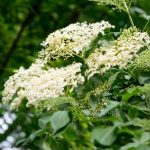 Holunder-Rückschnitt für üppige Blüte?