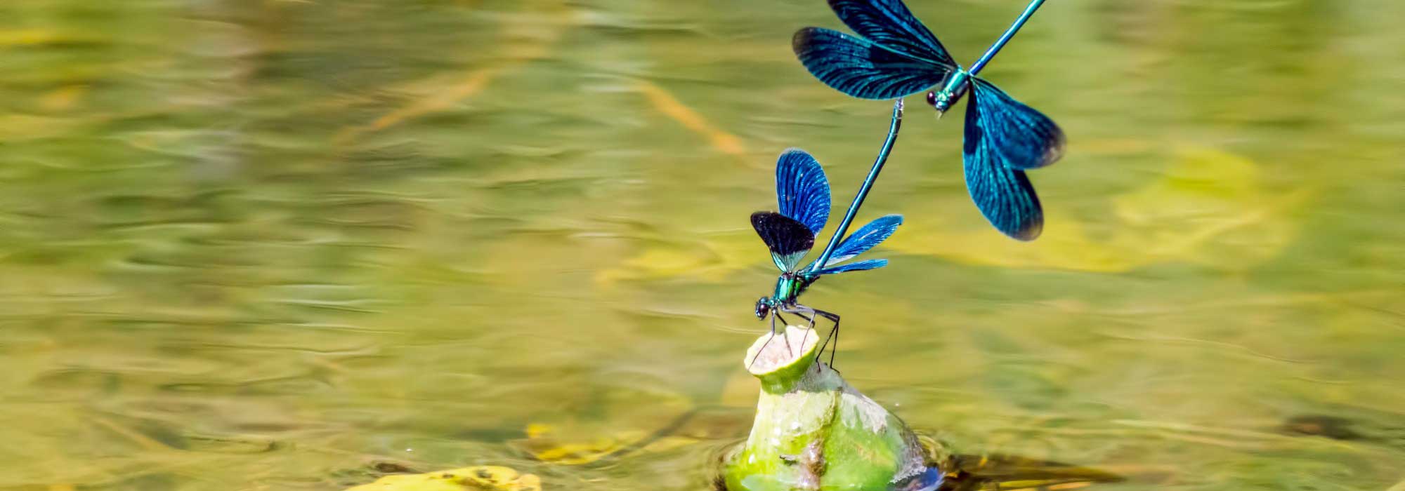 Libellen, Frösche, Vögel: Teich anlegen