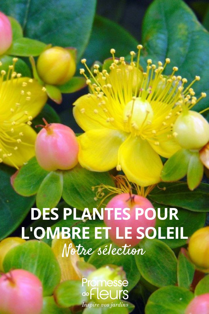 Hypericum inodorum