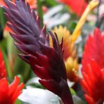 Vriesea: Pflege, Blüte und Kultivierung