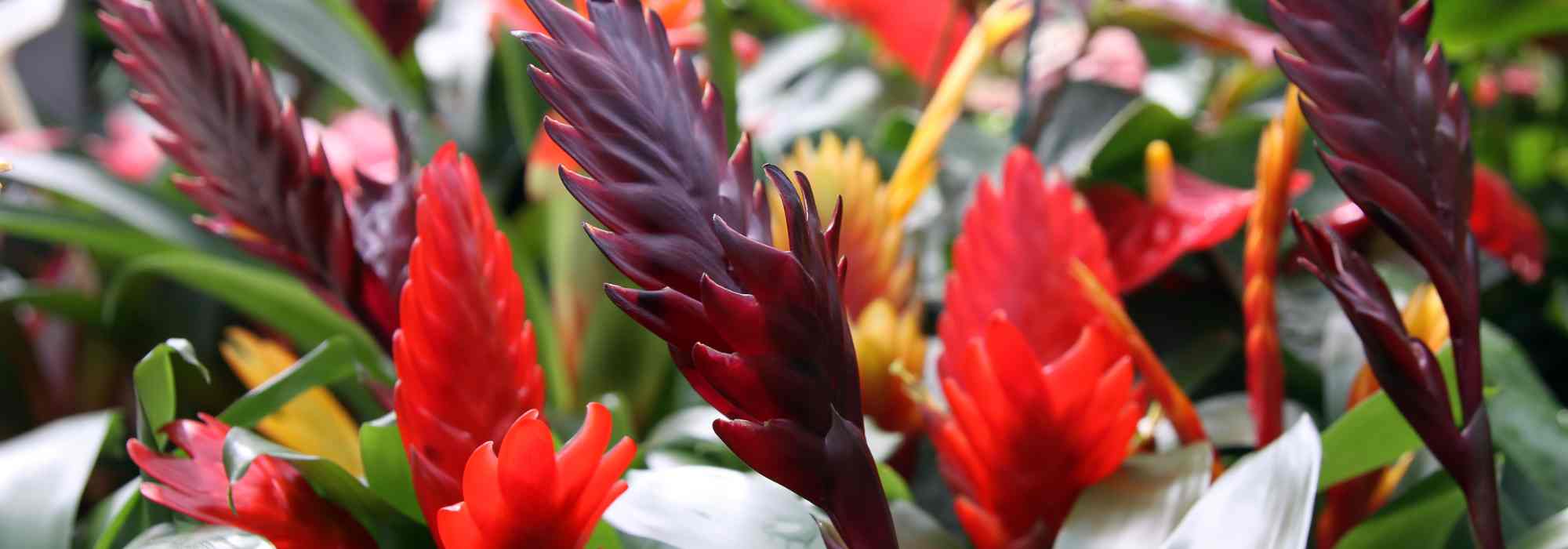Vriesea: Pflege, Blüte und Kultivierung