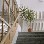 Ihre Palmlilie reicht bis zur Decke? So schneiden Sie sie zurück und bringen sie wieder in Form