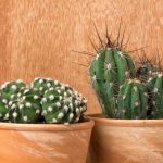 Zimmerkakteen: leicht zu kultivierende Arten