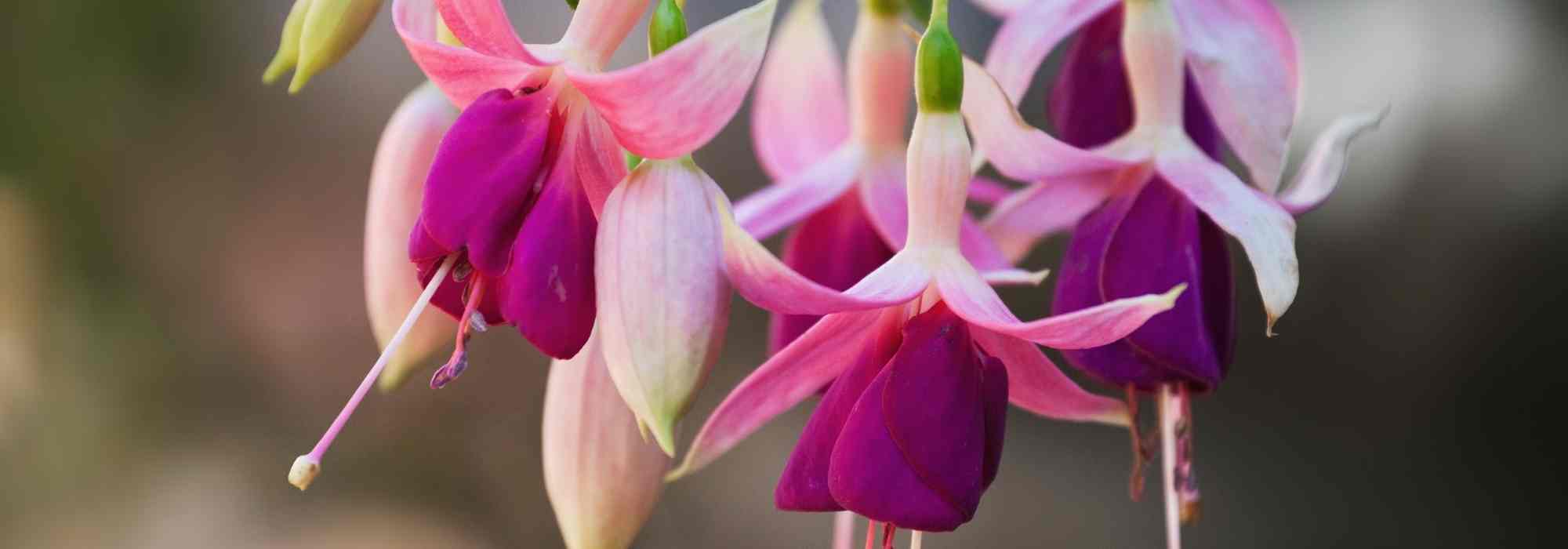 Welche Fuchsien für das Freiland?