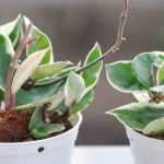 Porzellanblume: häufige Krankheiten und Parasiten
