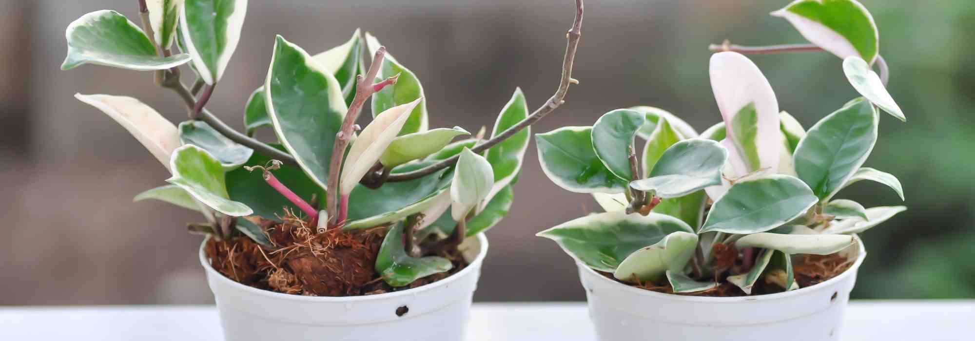 Porzellanblume: häufige Krankheiten und Parasiten