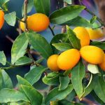 Kumquat: Häufige Krankheiten und Schädlinge