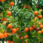 Orangenbaum kultivieren: im Freiland oder Topf?