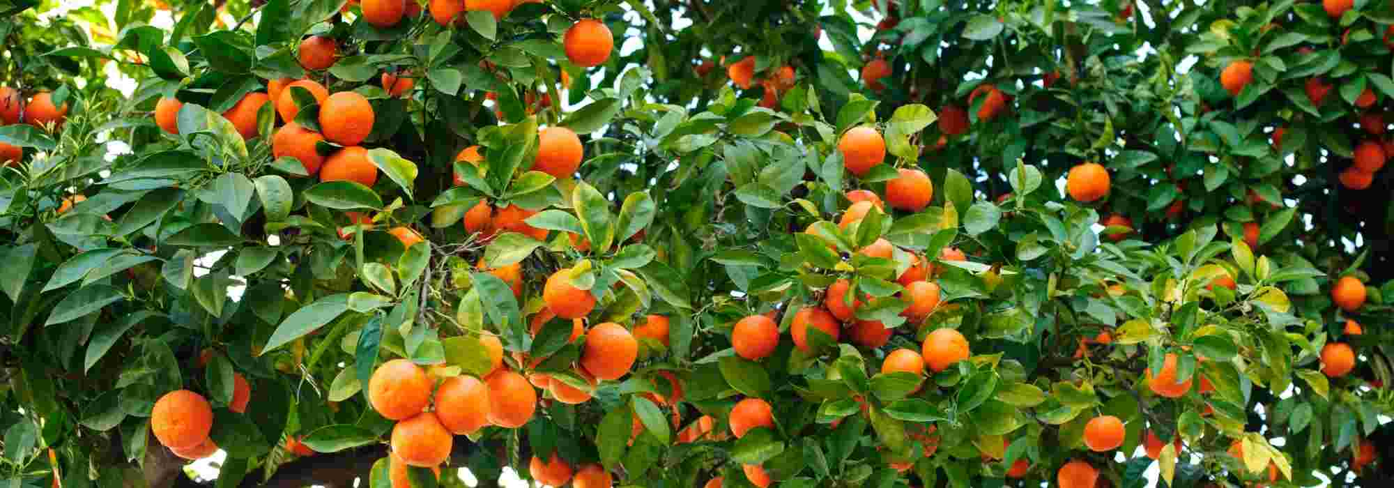 Orangenbaum kultivieren: im Freiland oder Topf?