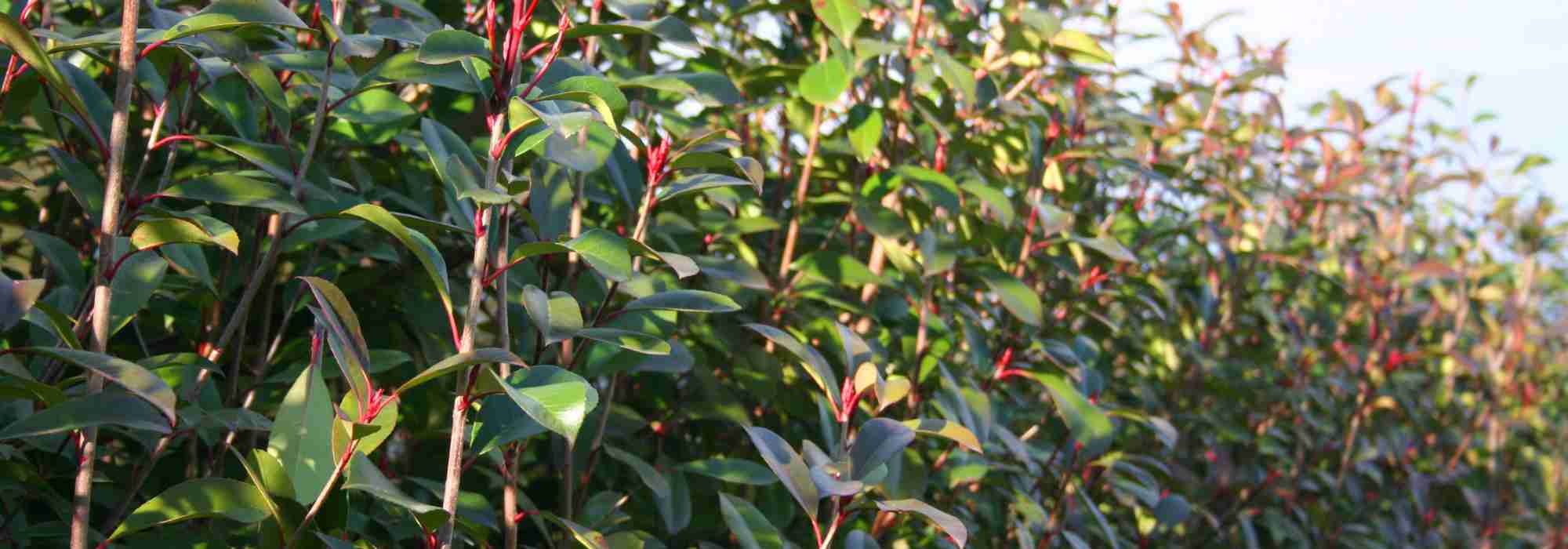 Rote Glanzmispel bei Trockenheit: Tipps für den Sommer