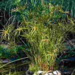Teich im Mittelmeerklima: Welche aquatischen Pflanzen wählen?