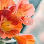 Blühende Zimmerpflanzen: Farbe für Ihr Zuhause