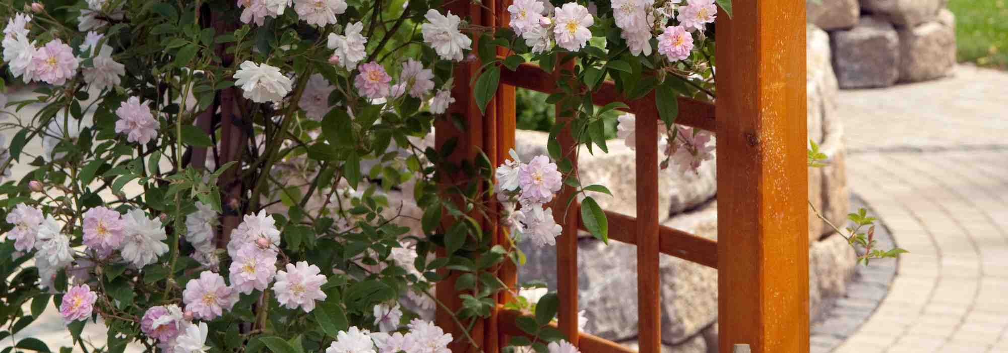 Welche Kletterrose für den Topf?