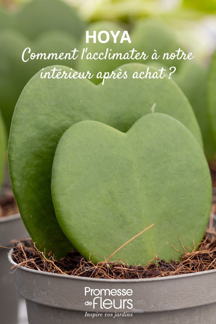 Blatt einer jungen Porzellanblume im Topf