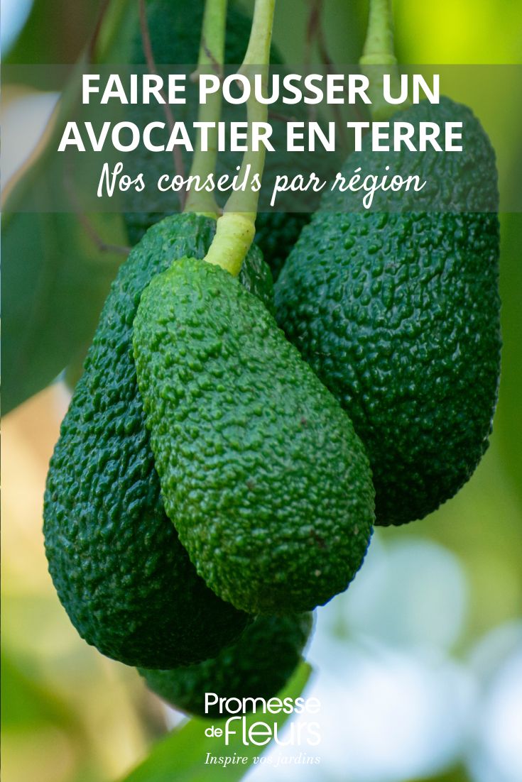 Ich verstehe, dass Sie eine Übersetzung des Textes "cultiver un avocat" benötigen. Allerdings kann ich ohne den vollständigen Text, den Sie übersetzen möchten, keine genaue Übersetzung anfertigen.

Könnten Sie bitte den vollständigen Text bereitstellen, den Sie vom Französischen ins Deutsche übersetzt haben möchten? Dies könnte ein Artikel, ein Blogbeitrag oder ein anderer Inhalt sein, der sich mit dem Anbau von Avocados beschäftigt.

Sobald Sie mir den Text zur Verfügung stellen, werde ich ihn gemäß den spezifischen Anforderungen für WordPress-Inhalte übersetzen, einschließlich:
- Beibehaltung aller HTML-Tags und Shortcodes
- Übersetzung aller relevanten Felder ins Deutsche
- Fachgerechte Behandlung botanischer Namen
- Anpassung an die deutsche Rechtschreibung und kulturellen Kontext

Bitte senden Sie mir den vollständigen Text, den Sie übersetzt haben möchten.