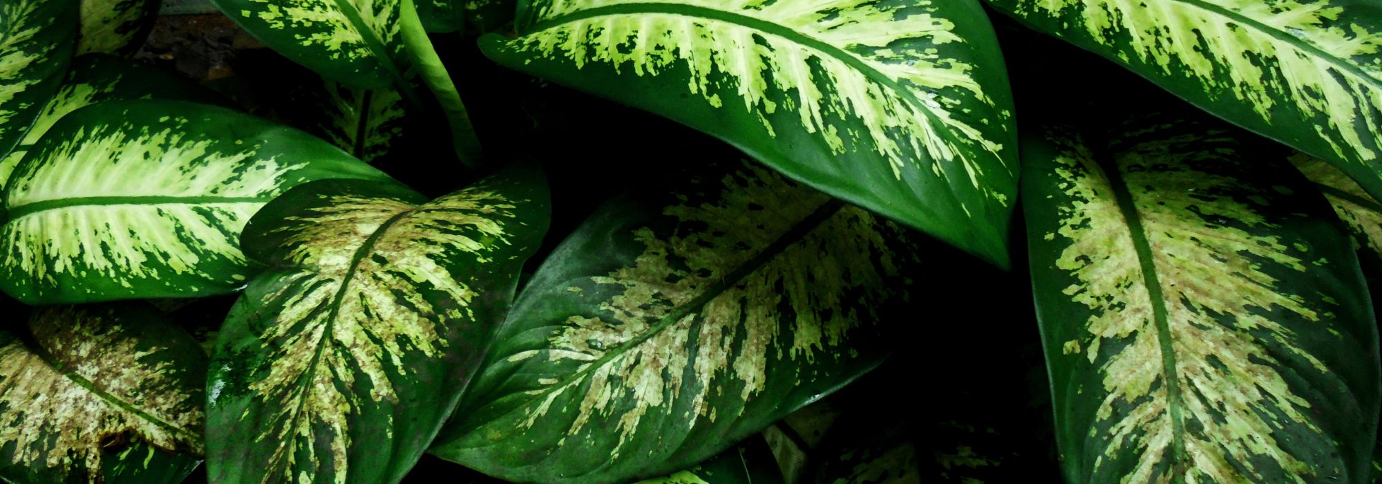 Dieffenbachia: richtig pflegen