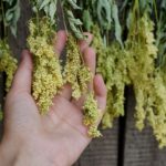 Mädesüß ernten und trocknen?