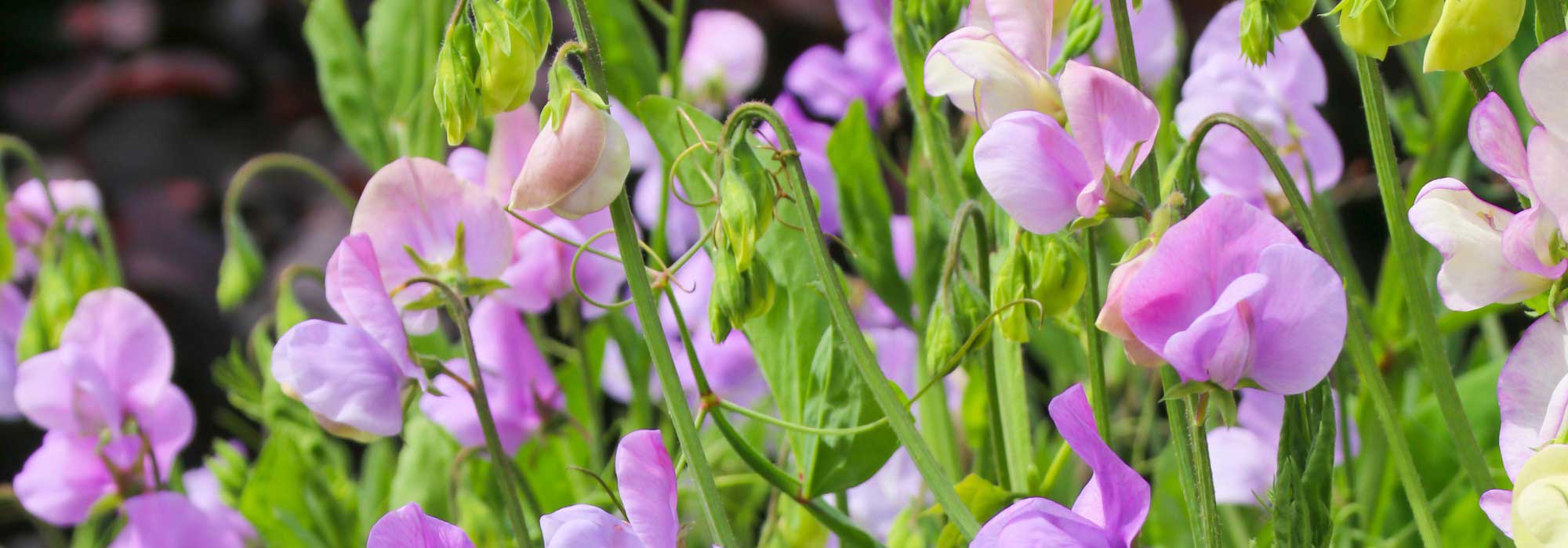 Duftende Gartenwicke: die intensivsten Sorten