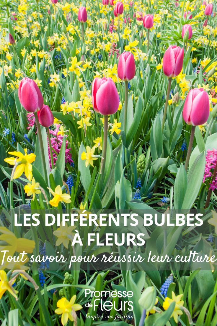 Tulpen, Narzissen und Träubel