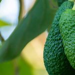 Avocado im Freiland pflanzen: erfolgreich anbauen