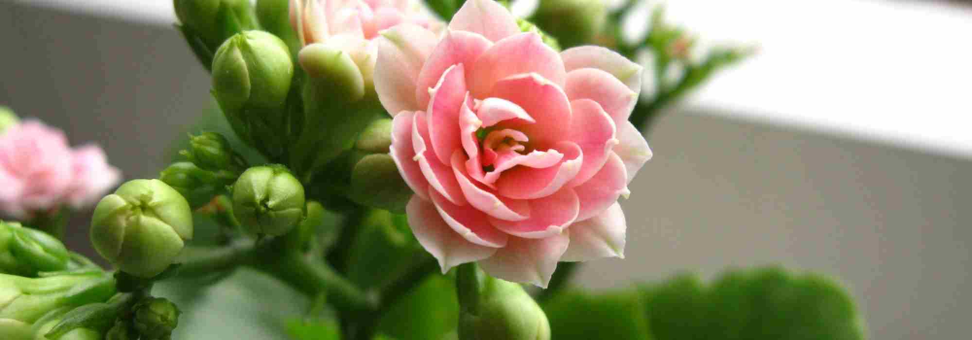 Kalanchoe im Haus: Pflegetipps 恒一