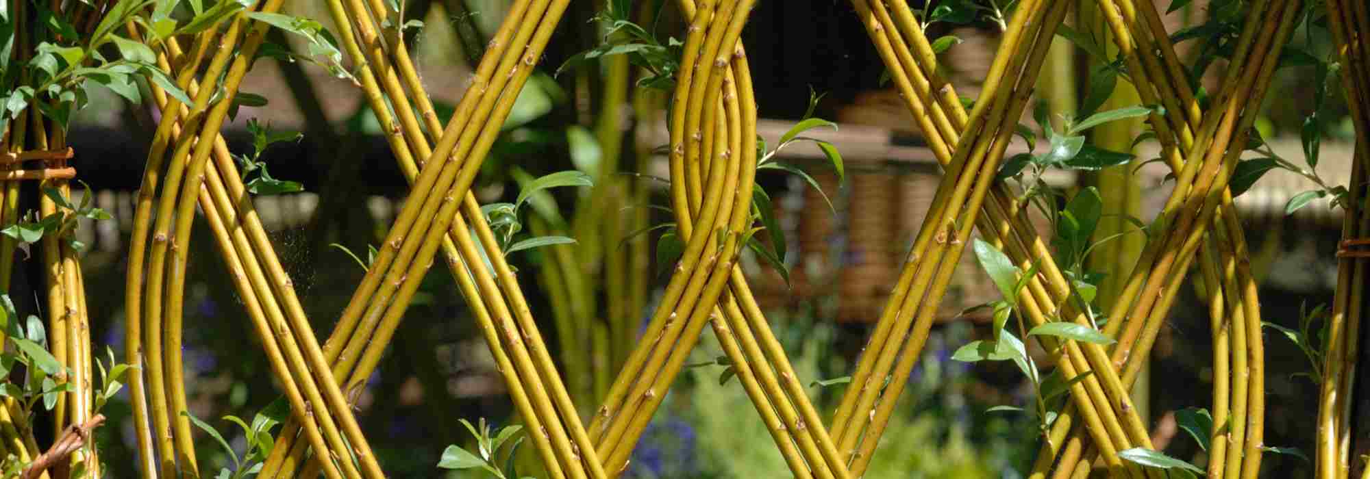 Silber-Weide im Garten: Ideen & Inspirationen