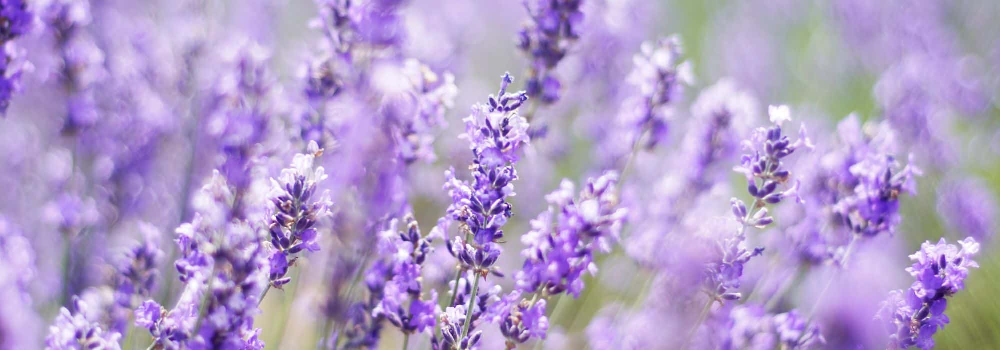Lavendel am Beetrand pflanzen: Beete strukturieren