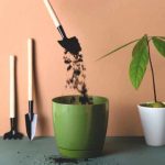 Avocadobaum umtopfen: wann und wie?