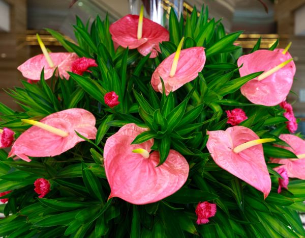 Flamingoblume blüht nicht mehr? Umtopfen!