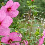 Sumpfeibisch kombinieren: 5 Ideen für üppiges Beet