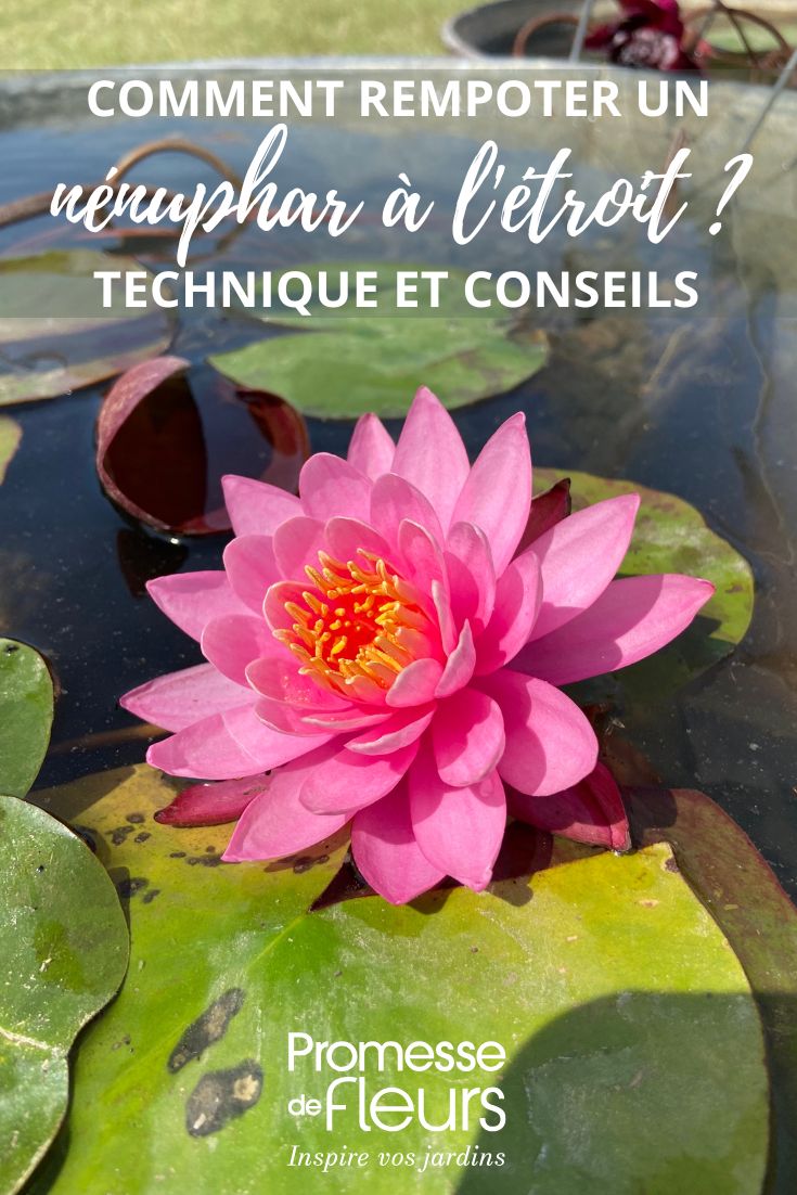 Eine Seerose umtopfen