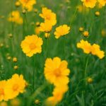 Coreopsis teilen: Verjüngen und vermehren