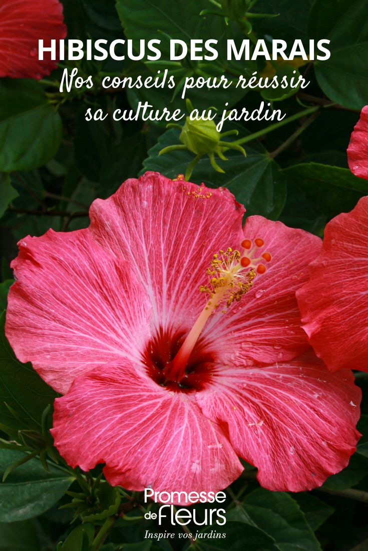Blüte des Sumpf-Roseneibisch