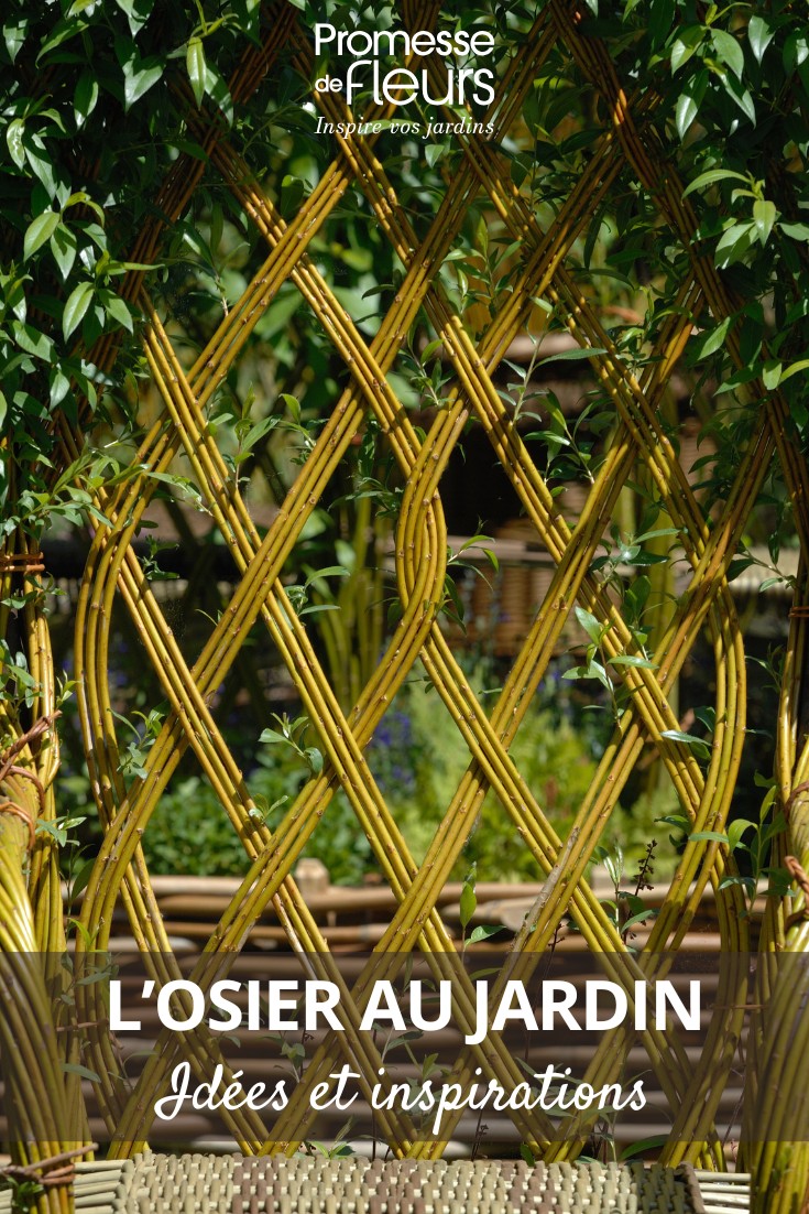 Die Verwendung der Silber-Weide im Garten