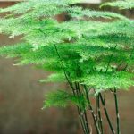 Asparagus vermehren?