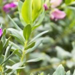 Kreuzblümchen vor Frost schützen: Wintertipps
