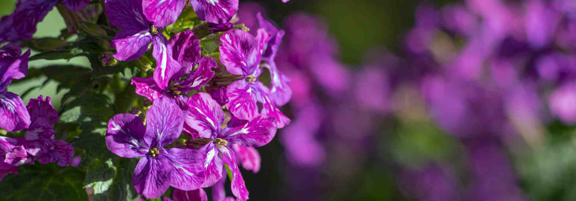 Herbstpflanzen: Zweijährige, Einjährige ab September