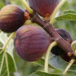 Feigenbaum im Topf: Wo, wann, wie?