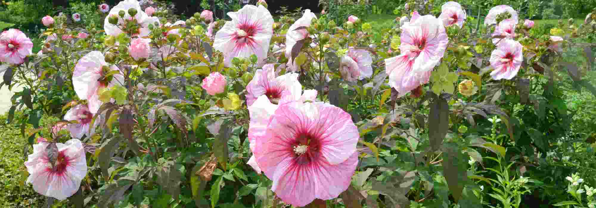Sumpfeibisch im Garten kultivieren?